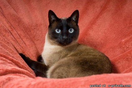 Siamez vărul - pisică thailandeză - 10 poze - poze - photo world of nature
