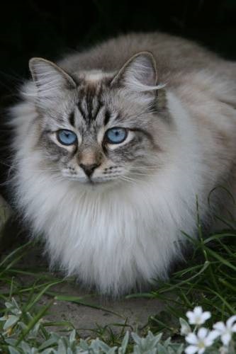 Siberian pisica sari de la taiga la pervazul