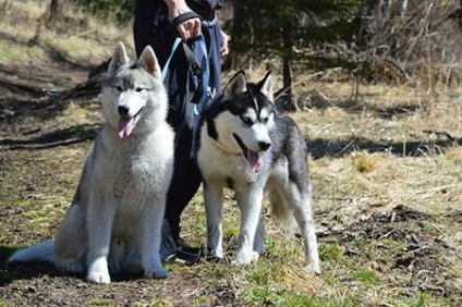 Siberian Husky - dogcollar - muniție și accesorii pentru câini