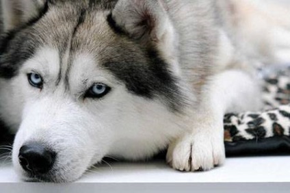 Siberian Husky - dogcollar - muniție și accesorii pentru câini