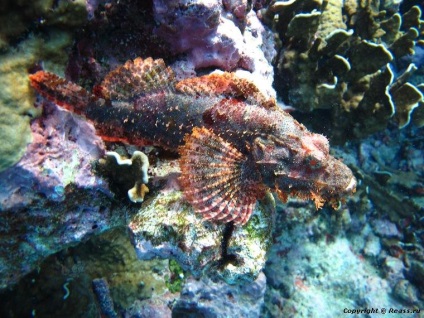 Insulele Similan