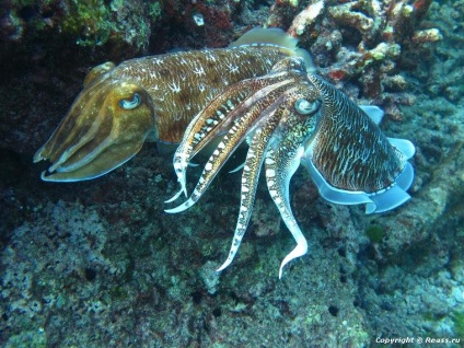 Insulele Similan