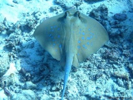 Similan-szigetek