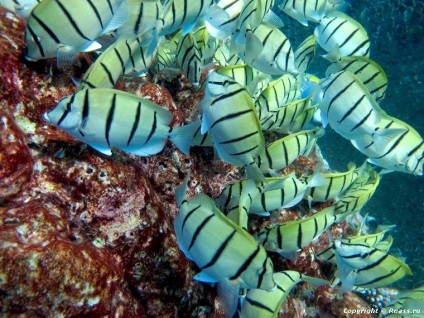 Insulele Similan