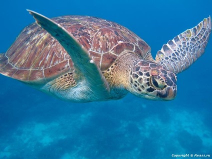 Similan-szigetek