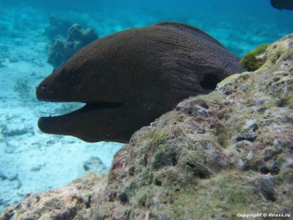 Insulele Similan