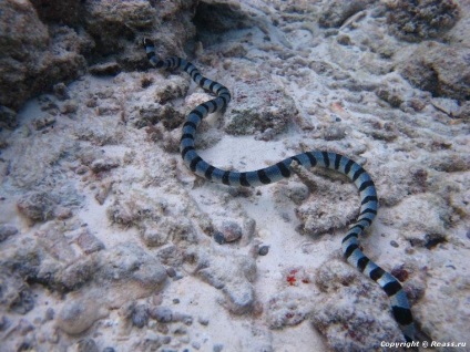 Insulele Similan