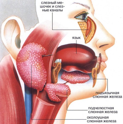 Simptomele inflamației tratamentului și prevenirii glandelor salivare
