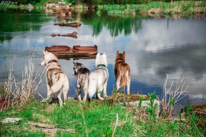 Povestiri ale lui Husky