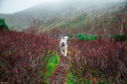 Husky meséi