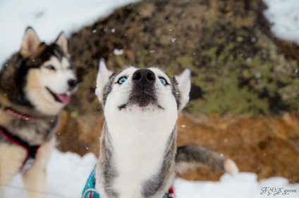 Povestiri ale lui Husky