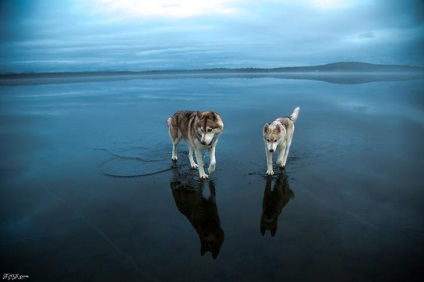 Povestiri ale lui Husky