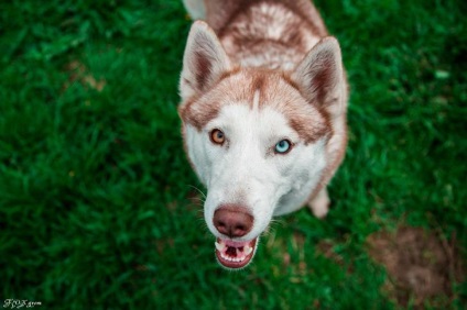 Povestiri ale lui Husky