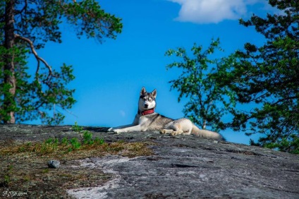 Povestiri ale lui Husky