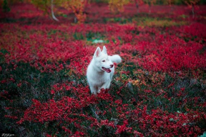 Povestiri ale lui Husky