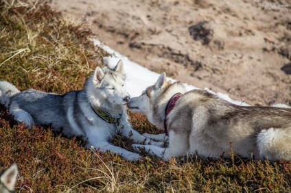 Povestiri ale lui Husky