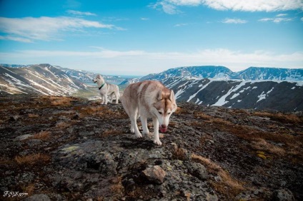 Povestiri ale lui Husky