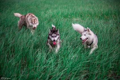 Povestiri ale lui Husky