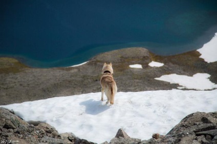 Povestiri ale lui Husky