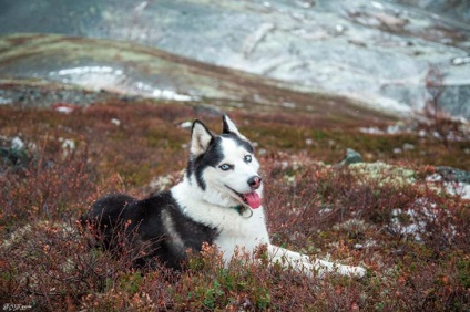 Povestiri ale lui Husky