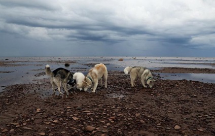 Povestiri ale lui Husky