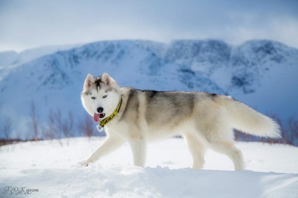 Povestiri ale lui Husky