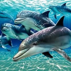 Câți delfini trăiesc - speranța de viață, cerul