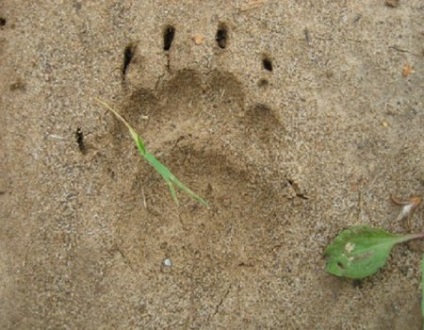Badger urme și cum să găsească hrana pentru animale și burrows