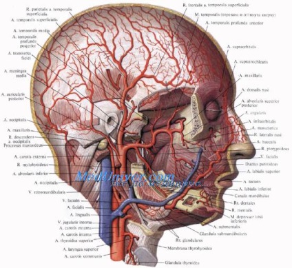 Straturile țesutului subcutanat din regiunea bucală a topografiei obrazului corpului gras al arterei faciale a bicei