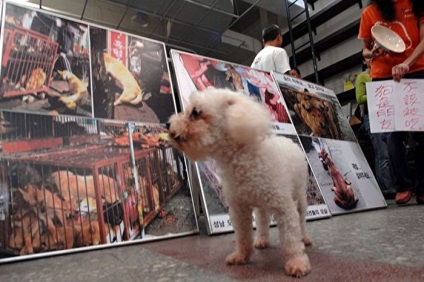 Câinii și pisicile nu pot mânca - în Taiwan pentru prima dată în Asia, vechile reguli se schimbă