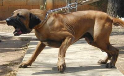 Câine de viață de la și la mine - cele mai bune rase de câini de luptă