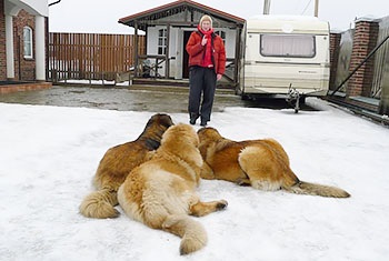 Câine pentru protecția copilului