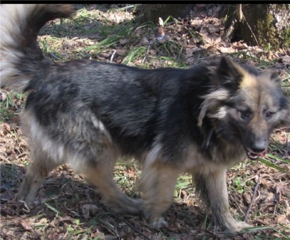 Luna câinilor caută o casă