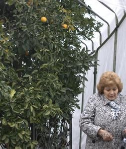 Sochi, arborele muzeului grădinii de prietenie
