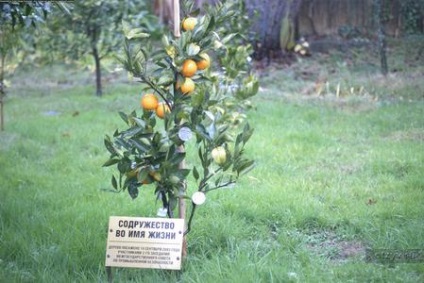 Sochi, arborele muzeului grădinii de prietenie