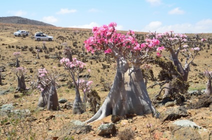 Socotra este o insulă care sa desprins de o altă planetă - un sit de turism sentavia