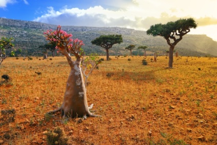 Socotra este o insulă care sa desprins de o altă planetă - un sit de turism sentavia