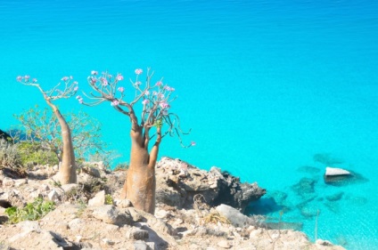 Socotra este o insulă care sa desprins de o altă planetă - un sit de turism sentavia