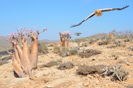 Socotra este o insulă care sa desprins de o altă planetă - un sit de turism sentavia