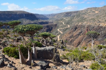 Socotra este o insulă care sa desprins de o altă planetă - un sit de turism sentavia