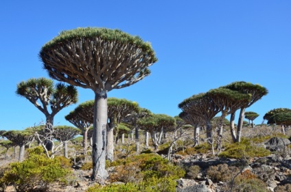 Socotra este o insulă care sa desprins de o altă planetă - un sit de turism sentavia