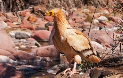 Socotra este o insulă care sa desprins de o altă planetă - un sit de turism sentavia