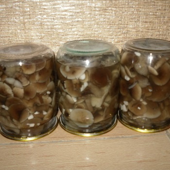 Agarica de miere sarata pentru iarna in retete de conserve pentru focuri de ciuperci calde