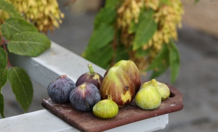 Tipuri de smochine (50 poze) care sunt cele mai bune fructe de sine, prinț negru, brunswick, alb adriatic,