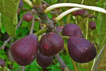 Tipuri de smochine (50 poze) care sunt cele mai bune fructe de sine, prinț negru, brunswick, alb adriatic,