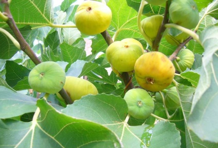 Tipuri de smochine (50 poze) care sunt cele mai bune fructe de sine, prinț negru, brunswick, alb adriatic,