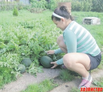 Varietatea de scântei de pepene verde este mai bună decât hibrizii importați