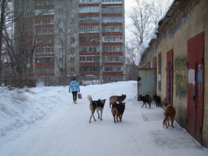 Angajații Spitalului de Copii din Nižni Tagil hrănesc o turmă de locuitori de câini vagabonzi