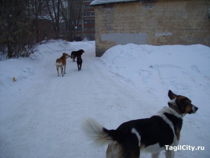 Angajații Spitalului de Copii din Nižni Tagil hrănesc o turmă de locuitori de câini vagabonzi