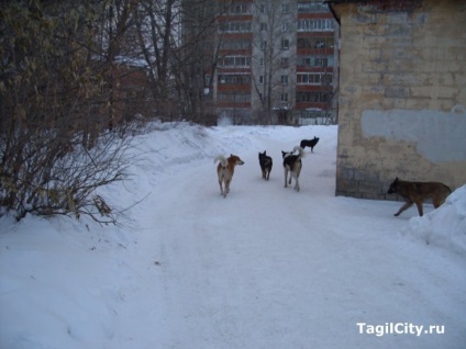 Angajații Spitalului de Copii din Nižni Tagil hrănesc o turmă de locuitori de câini vagabonzi